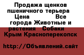 Продажа щенков пшеничного терьера › Цена ­ 30 000 - Все города Животные и растения » Собаки   . Крым,Красноперекопск